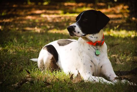 English pointer puppy. Things To Know About English pointer puppy. 